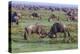 Africa. Tanzania. Wildebeest fighting during the Migration, Serengeti National Park.-Ralph H. Bendjebar-Premier Image Canvas