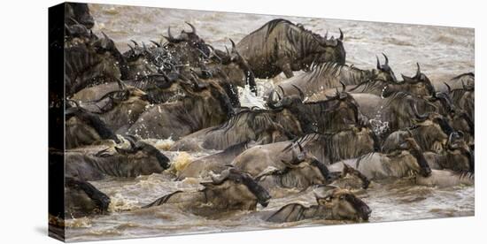 Africa. Tanzania. Wildebeest herd crossing the Mara River, Serengeti National Park.-Ralph H. Bendjebar-Premier Image Canvas