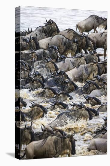 Africa. Tanzania. Wildebeest herd crossing the Mara River, Serengeti National Park.-Ralph H. Bendjebar-Premier Image Canvas