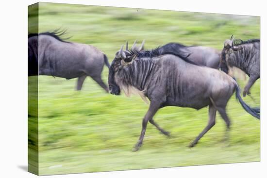 Africa. Tanzania. Wildebeest running during the Migration, Serengeti National Park.-Ralph H. Bendjebar-Premier Image Canvas