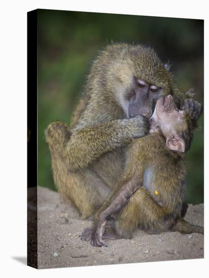 Africa. Tanzania. Yellow baboon, Papio cynocephalus, female with baby at Serengeti National Park.-Ralph H. Bendjebar-Premier Image Canvas