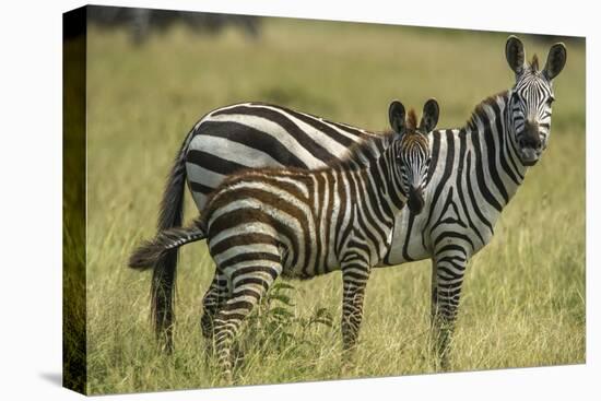 Africa, Tanzania, zebra-Lee Klopfer-Premier Image Canvas