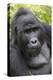 Africa, Uganda, Bwindi Impenetrable Forest and National Park. Mountain gorillas.-Emily Wilson-Premier Image Canvas
