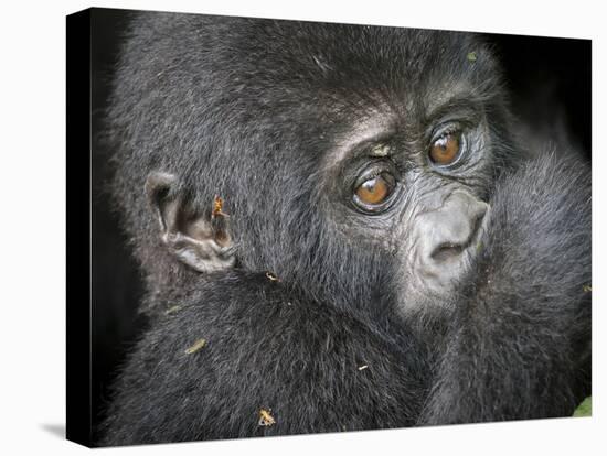 Africa, Uganda, Bwindi Impenetrable Forest and National Park. Mountain gorillas.-Emily Wilson-Premier Image Canvas