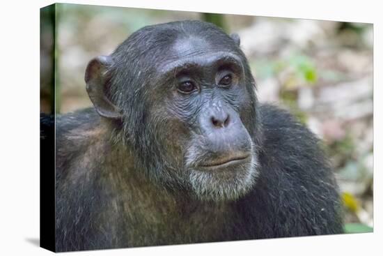 Africa, Uganda, Kibale Forest National Park. Chimpanzee in forest. Head-shot.-Emily Wilson-Premier Image Canvas