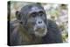 Africa, Uganda, Kibale Forest National Park. Chimpanzee in forest. Head-shot.-Emily Wilson-Premier Image Canvas