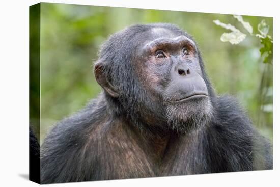 Africa, Uganda, Kibale Forest National Park. Chimpanzee in forest. Head-shot.-Emily Wilson-Premier Image Canvas