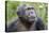 Africa, Uganda, Kibale Forest National Park. Chimpanzee in forest. Head-shot.-Emily Wilson-Premier Image Canvas