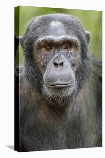 Africa, Uganda, Kibale Forest National Park. Chimpanzee in forest.-Emily Wilson-Premier Image Canvas