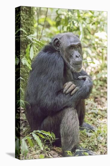 Africa, Uganda, Kibale Forest National Park. Chimpanzee in forest.-Emily Wilson-Premier Image Canvas