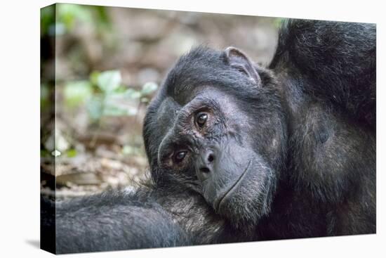 Africa, Uganda, Kibale Forest National Park. Chimpanzee in forest.-Emily Wilson-Premier Image Canvas