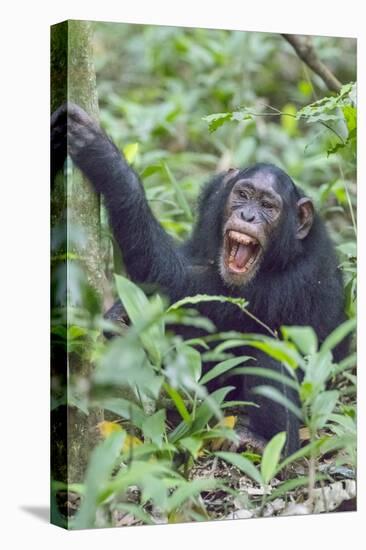 Africa, Uganda, Kibale Forest National Park. Chimpanzee vocalizing in forest.-Emily Wilson-Premier Image Canvas