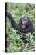 Africa, Uganda, Kibale Forest National Park. Chimpanzee vocalizing in forest.-Emily Wilson-Premier Image Canvas