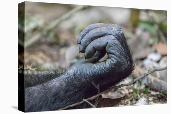 Africa, Uganda, Kibale Forest National Park. Hand of a Chimpanzee.-Emily Wilson-Premier Image Canvas