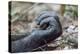 Africa, Uganda, Kibale Forest National Park. Hand of a Chimpanzee.-Emily Wilson-Premier Image Canvas