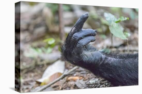 Africa, Uganda, Kibale Forest National Park. Hand of a Chimpanzee.-Emily Wilson-Premier Image Canvas