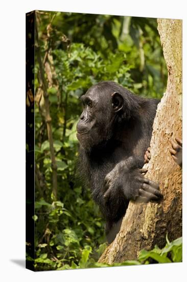 Africa, Uganda, Kibale National Park. A female chimpanzee eats dead wood.-Kristin Mosher-Premier Image Canvas