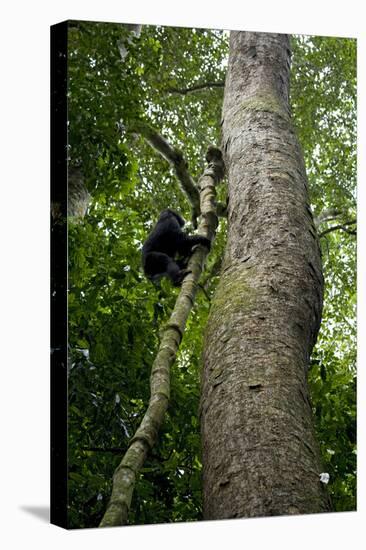 Africa, Uganda, Kibale National Park. A juvenile chimpanzee climbs a vine.-Kristin Mosher-Premier Image Canvas