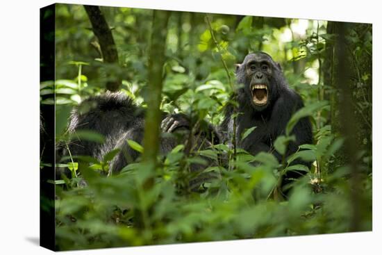 Africa, Uganda, Kibale National Park. A juvenile chimpanzee grooming.-Kristin Mosher-Premier Image Canvas