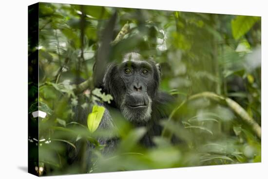 Africa, Uganda, Kibale National Park. A male chimpanzee listens and surveys his surroundings.-Kristin Mosher-Premier Image Canvas