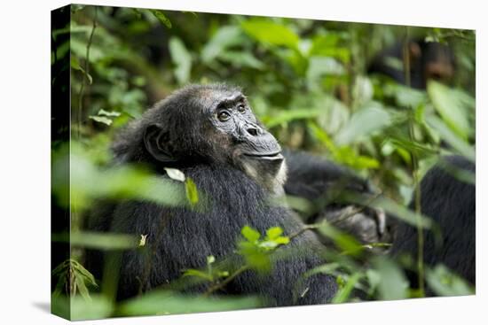 Africa, Uganda, Kibale National Park. A male chimpanzee looks over his shoulder.-Kristin Mosher-Premier Image Canvas