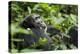 Africa, Uganda, Kibale National Park. A male chimpanzee looks over his shoulder.-Kristin Mosher-Premier Image Canvas