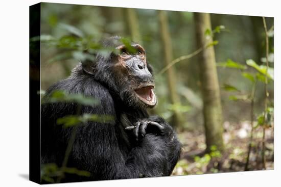 Africa, Uganda, Kibale National Park. A male chimpanzee looks up into the trees.-Kristin Mosher-Premier Image Canvas