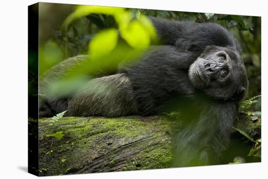 Africa, Uganda, Kibale National Park. A male chimpanzee lounges on a fallen log.-Kristin Mosher-Premier Image Canvas