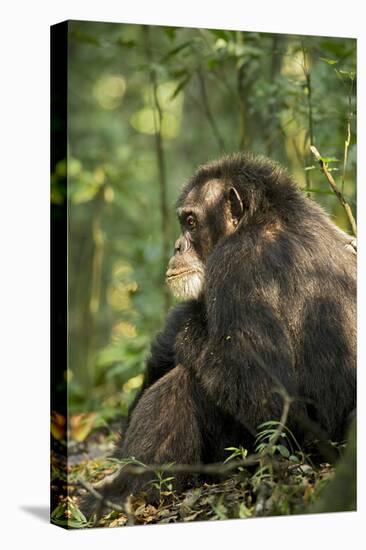 Africa, Uganda, Kibale National Park. A male chimpanzee observing his surroundings.-Kristin Mosher-Premier Image Canvas