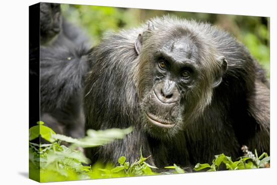 Africa, Uganda, Kibale National Park. A male chimpanzee relaxes as he is groomed.-Kristin Mosher-Premier Image Canvas