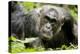 Africa, Uganda, Kibale National Park. A male chimpanzee relaxes as he is groomed.-Kristin Mosher-Premier Image Canvas