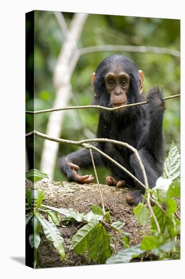 Africa, Uganda, Kibale National Park. A playful and curious infant chimpanzee.-Kristin Mosher-Premier Image Canvas