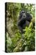 Africa, Uganda, Kibale National Park. A relaxed female chimpanzee sits aloft in a mossy tree.-Kristin Mosher-Premier Image Canvas