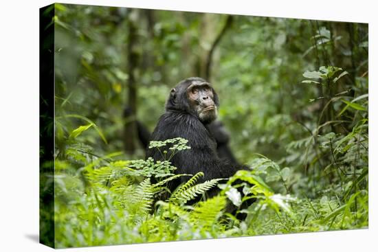 Africa, Uganda, Kibale National Park. A wet male chimpanzee looks over his shoulder.-Kristin Mosher-Premier Image Canvas