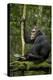 Africa, Uganda, Kibale National Park. A young adult chimpanzee anticipates arrival of other chimps.-Kristin Mosher-Premier Image Canvas