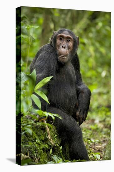 Africa, Uganda, Kibale National Park. A young adult chimpanzee listens.-Kristin Mosher-Premier Image Canvas