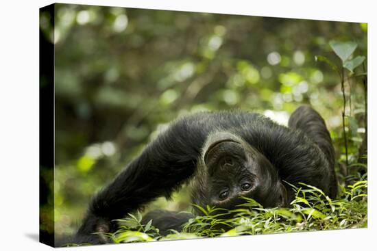 Africa, Uganda, Kibale National Park. A young adult male chimpanzee lying down on forest path.-Kristin Mosher-Premier Image Canvas