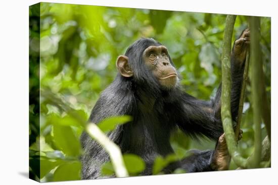 Africa, Uganda, Kibale National Park. An adolescent male chimpanzee.-Kristin Mosher-Premier Image Canvas