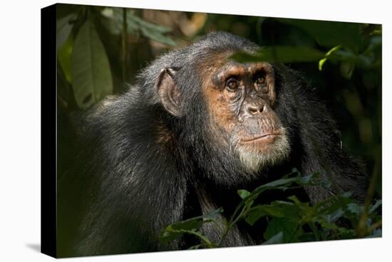 Africa, Uganda, Kibale National Park. An adult male chimpanzee looks upward.-Kristin Mosher-Premier Image Canvas