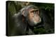 Africa, Uganda, Kibale National Park. An adult male chimpanzee looks upward.-Kristin Mosher-Premier Image Canvas