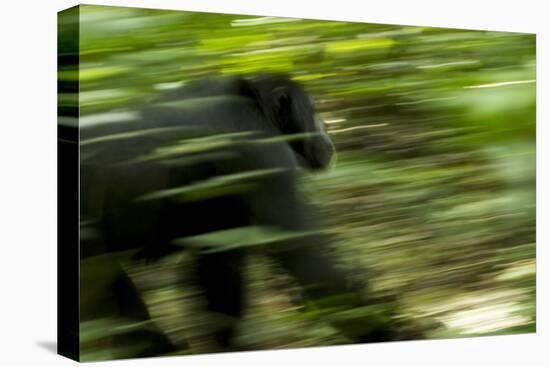 Africa, Uganda, Kibale National Park. An adult male chimpanzee traveling.-Kristin Mosher-Premier Image Canvas