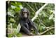 Africa, Uganda, Kibale National Park. An infant chimpanzee pauses briefly during play.-Kristin Mosher-Premier Image Canvas