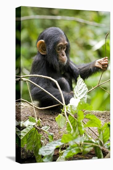 Africa, Uganda, Kibale National Park. An infant chimpanzee plays with a stick.-Kristin Mosher-Premier Image Canvas