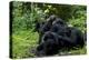 Africa, Uganda, Kibale National Park. Chimpanzee males viewing a female.-Kristin Mosher-Premier Image Canvas