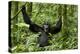 Africa, Uganda, Kibale National Park. Chimpanzee was making faces.-Kristin Mosher-Premier Image Canvas
