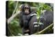 Africa, Uganda, Kibale National Park. Curious infant chimpanzee.-Kristin Mosher-Premier Image Canvas