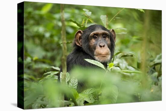 Africa, Uganda, Kibale National Park. Curious, young adult chimpanzee, 'Wes'.-Kristin Mosher-Premier Image Canvas