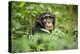 Africa, Uganda, Kibale National Park. Curious, young adult chimpanzee, 'Wes'.-Kristin Mosher-Premier Image Canvas