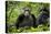 Africa, Uganda, Kibale National Park. Female chimp and her companion hooting.-Kristin Mosher-Premier Image Canvas