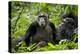 Africa, Uganda, Kibale National Park. Female chimp and her companion hooting.-Kristin Mosher-Premier Image Canvas